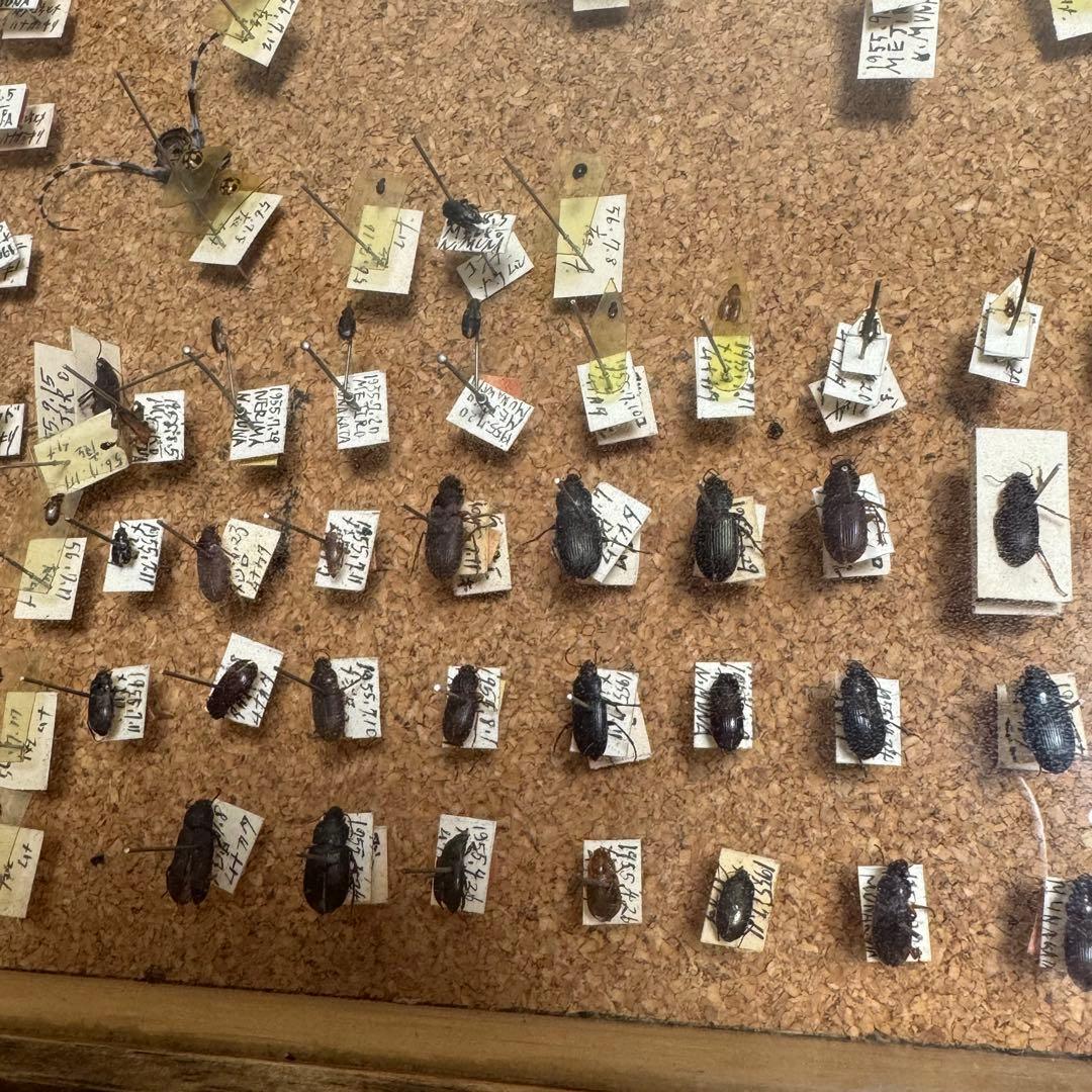 昆虫　標本　ジャンク品