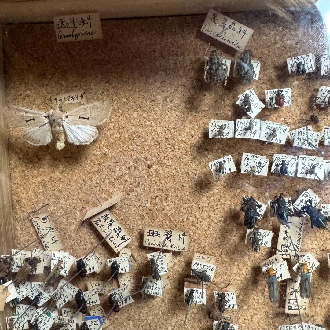 昆虫　標本　ジャンク品