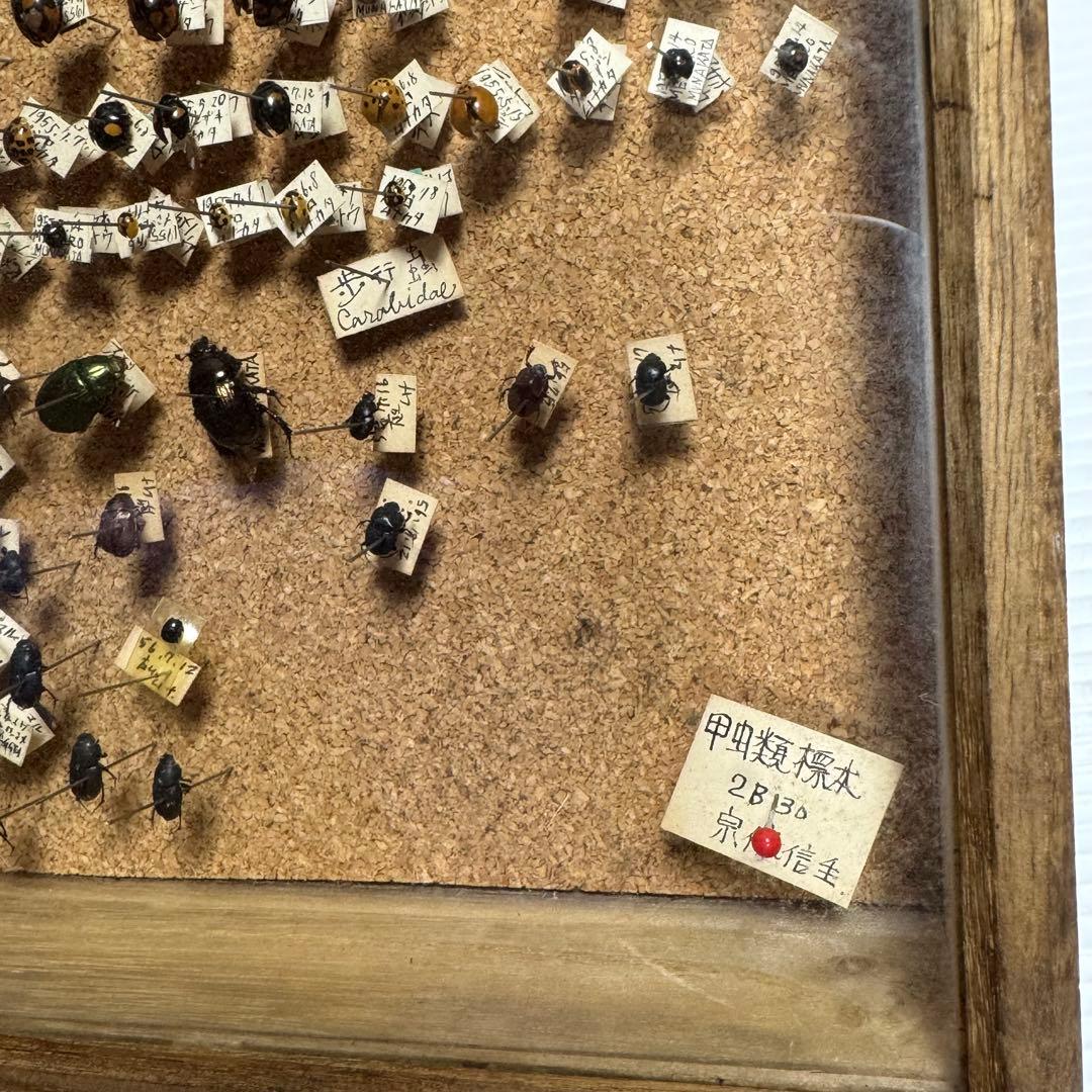 昆虫　標本　ジャンク品