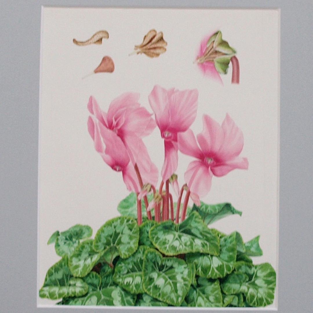 【絵画】ボタニカルアート　「シクラメン」原画