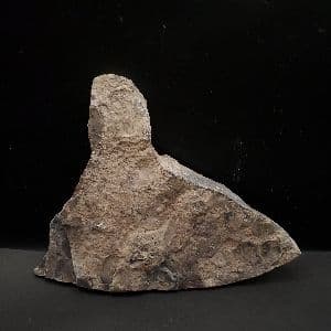 母岩付き アンモナイト 三畳紀 本物 ノルウェー産 168.48mm fan3