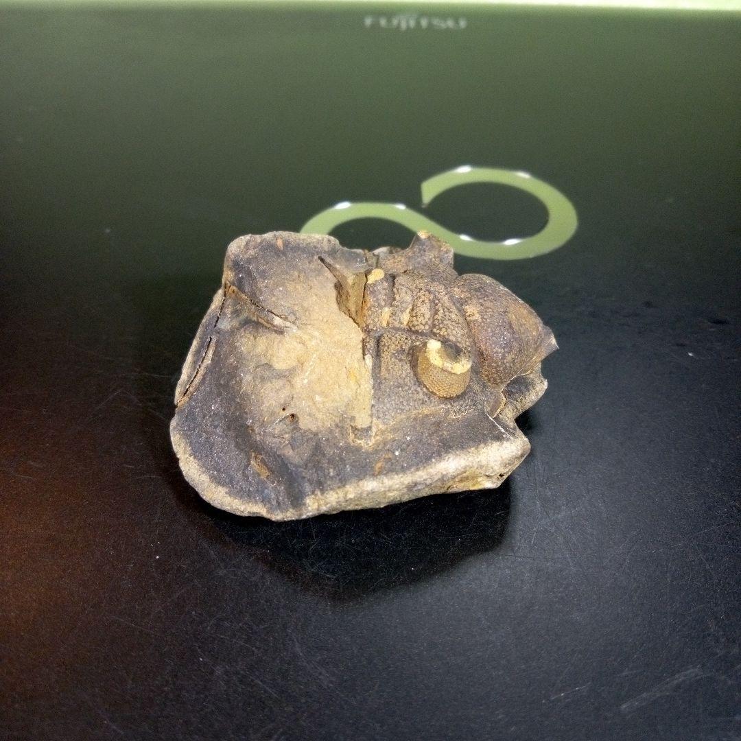 三葉虫　化石　fossil　海　ボリビア産　trilobite　ボリビア化石郡⑩