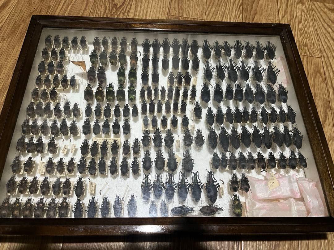 昆虫標本 オサムシ