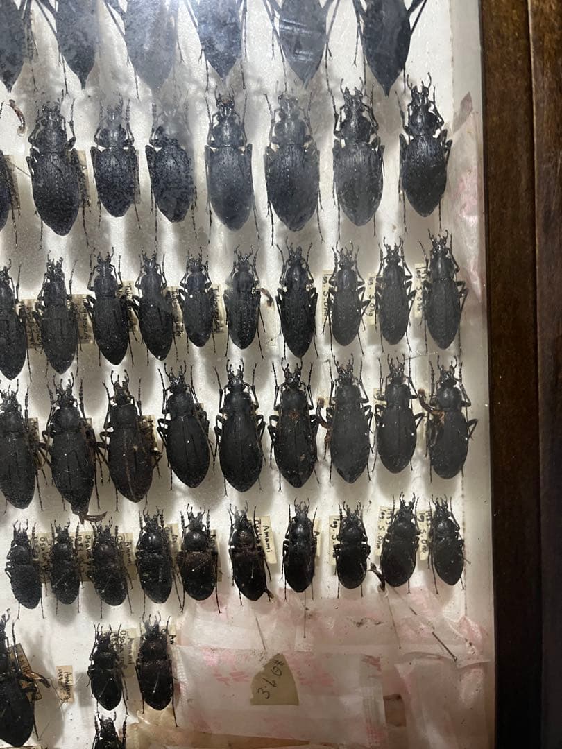 昆虫標本 オサムシ