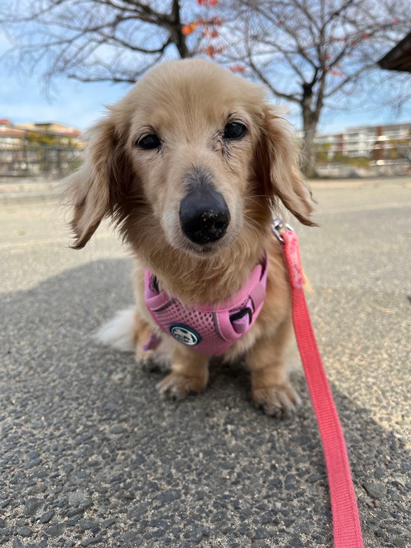 亡くなる2週間前しか見つからなくて…あとでまた追加しますm(_ _)m