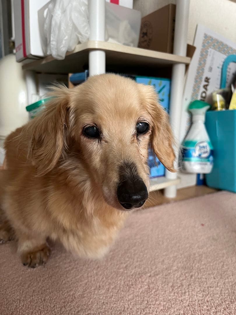 亡くなる2週間前しか見つからなくて…あとでまた追加しますm(_ _)m