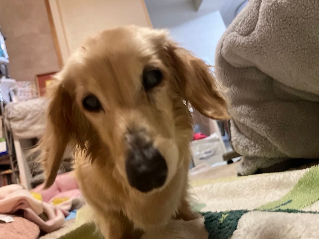 亡くなる2週間前しか見つからなくて…あとでまた追加しますm(_ _)m