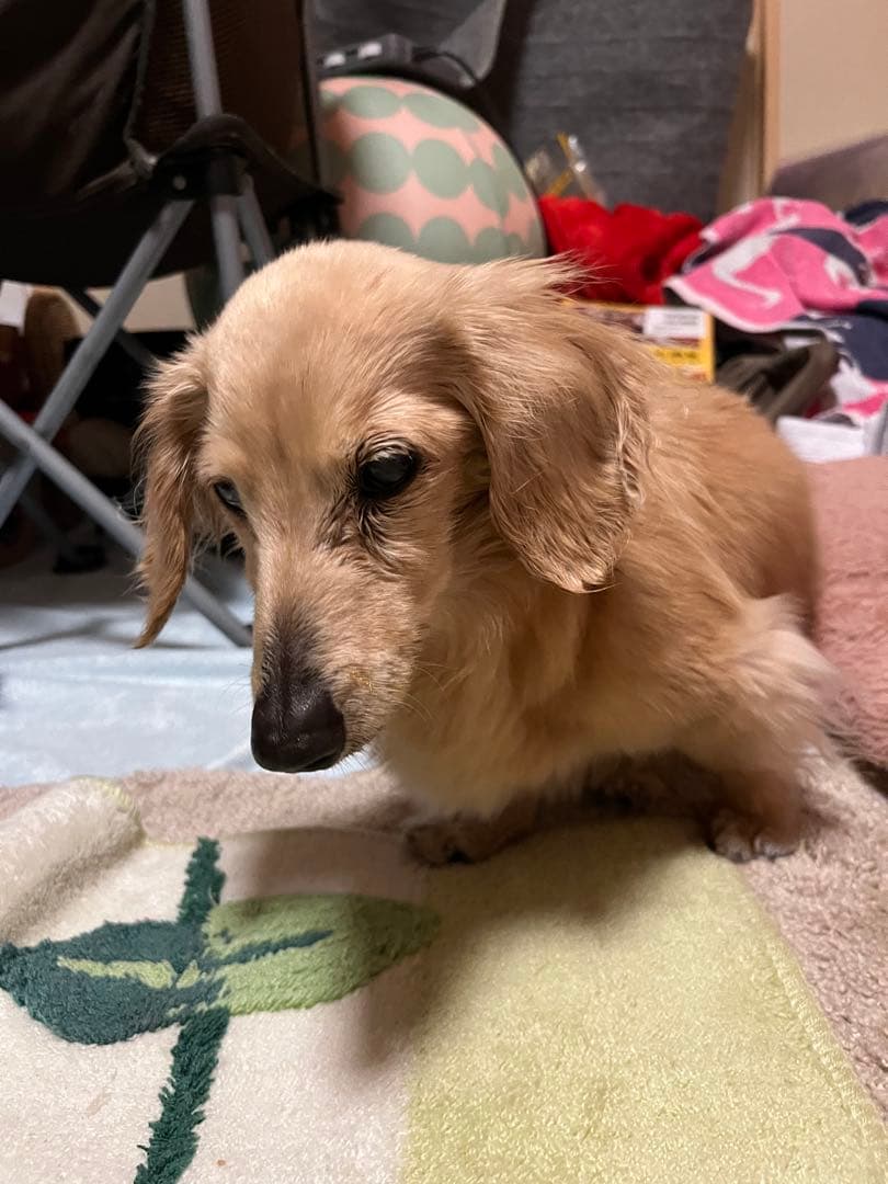 亡くなる2週間前しか見つからなくて…あとでまた追加しますm(_ _)m