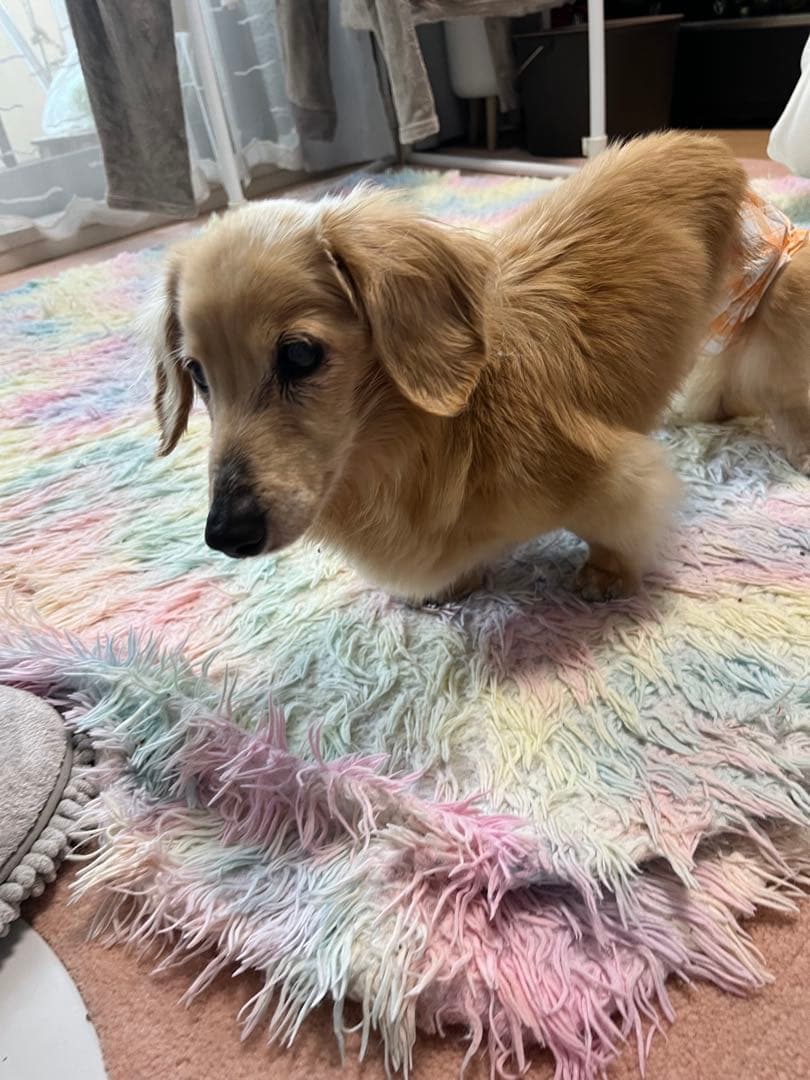 亡くなる2週間前しか見つからなくて…あとでまた追加しますm(_ _)m