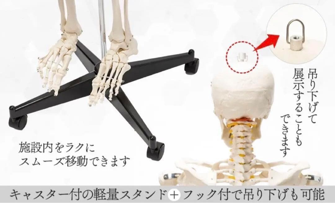 ⭐️新品⭐️等身大 人体模型 170cm神経根有り全身骨格模型 骨格標本