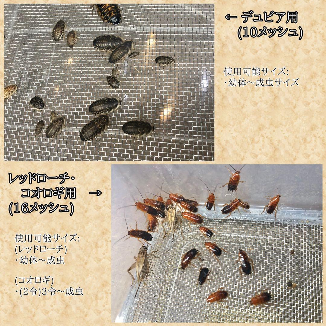 す。様　S(フル)