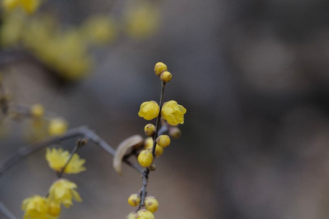 xf90mm f1.2 高級レンズプロテクター付き