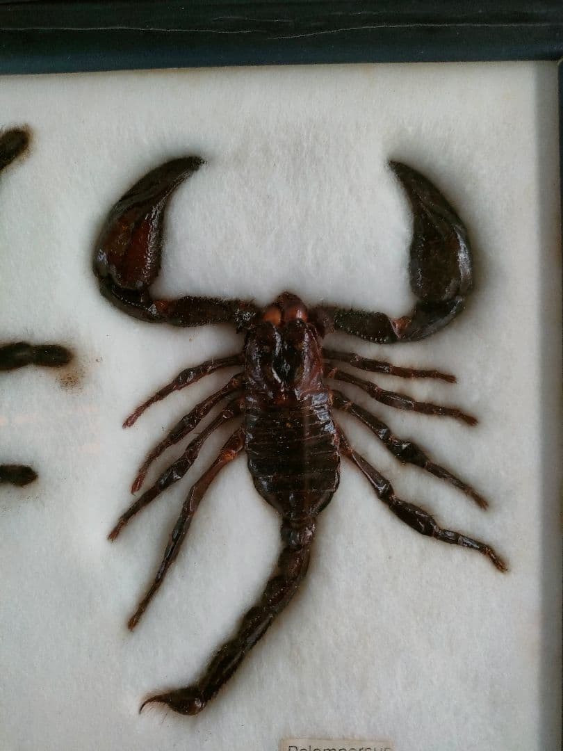 ●大型クモ（Eurypelma spincrus＆サソリ標本 額装昆虫生物展示