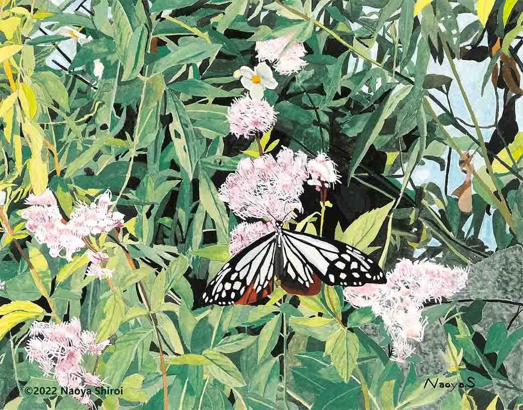 水彩画　ジクレー版画「アサギマダラと藤袴」