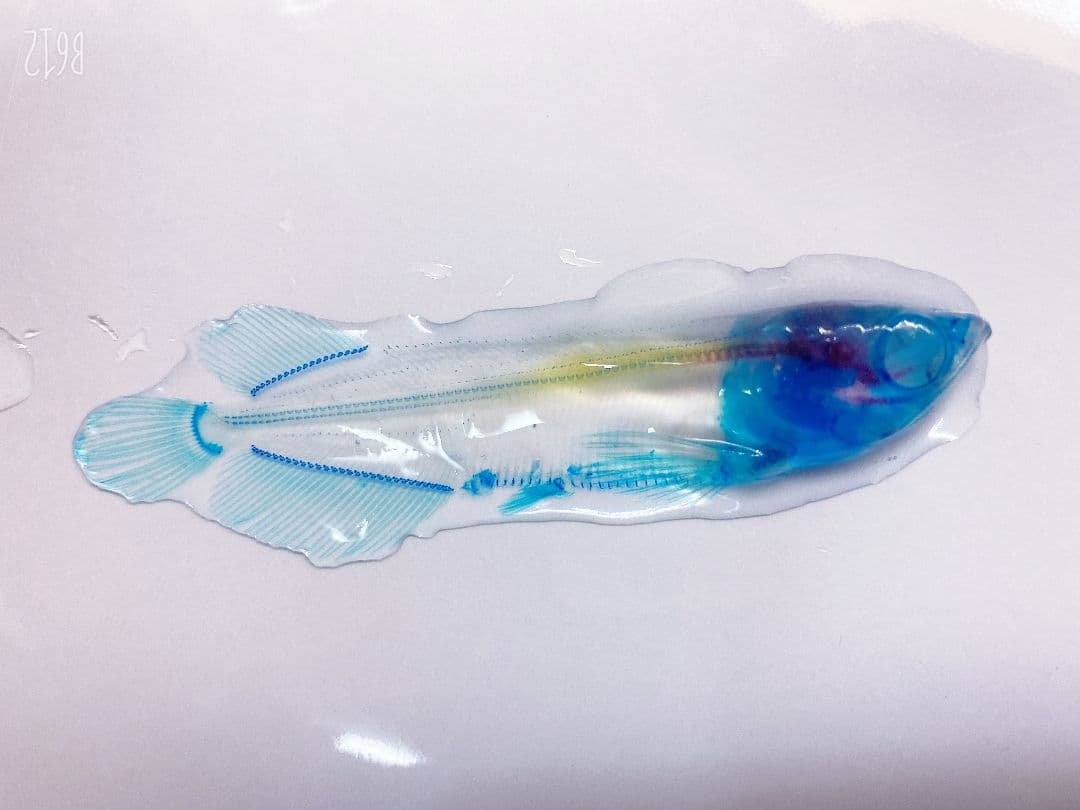 【透明骨格標本】ノーザンバラムンディ 幼魚