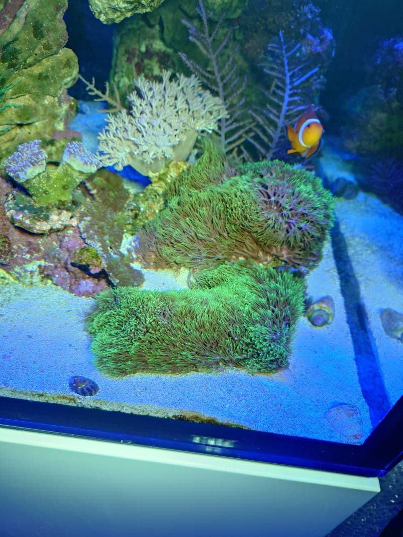 ①京セラ LED CERAPHIC マリンブルー