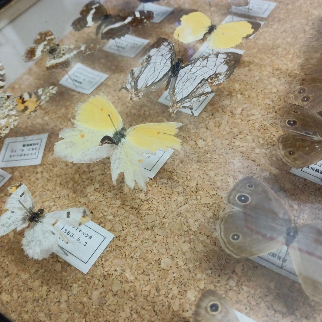 昭和６３年当時物徳島県採取蝶々ガラス木製枠横幅５０X縦４２X厚さ６センチ標本品