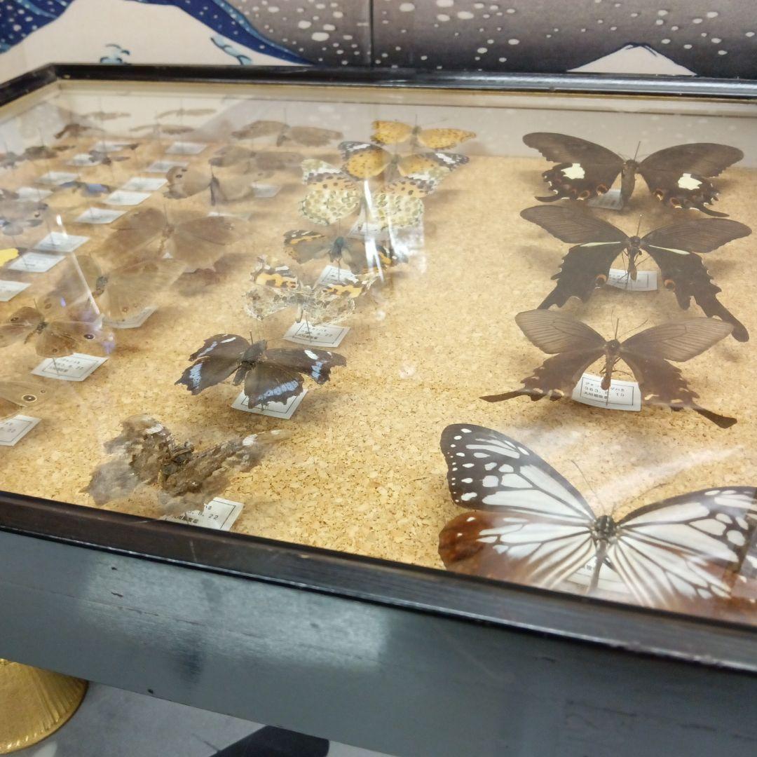 昭和６３年当時物徳島県採取蝶々ガラス木製枠横幅５０X縦４２X厚さ６センチ標本品
