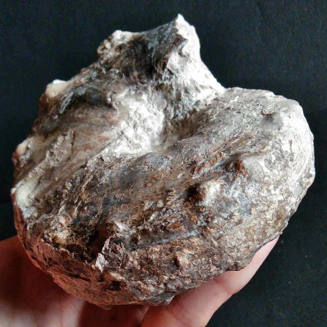 化石　骨格　標本　アンモナイト　特大　125mm