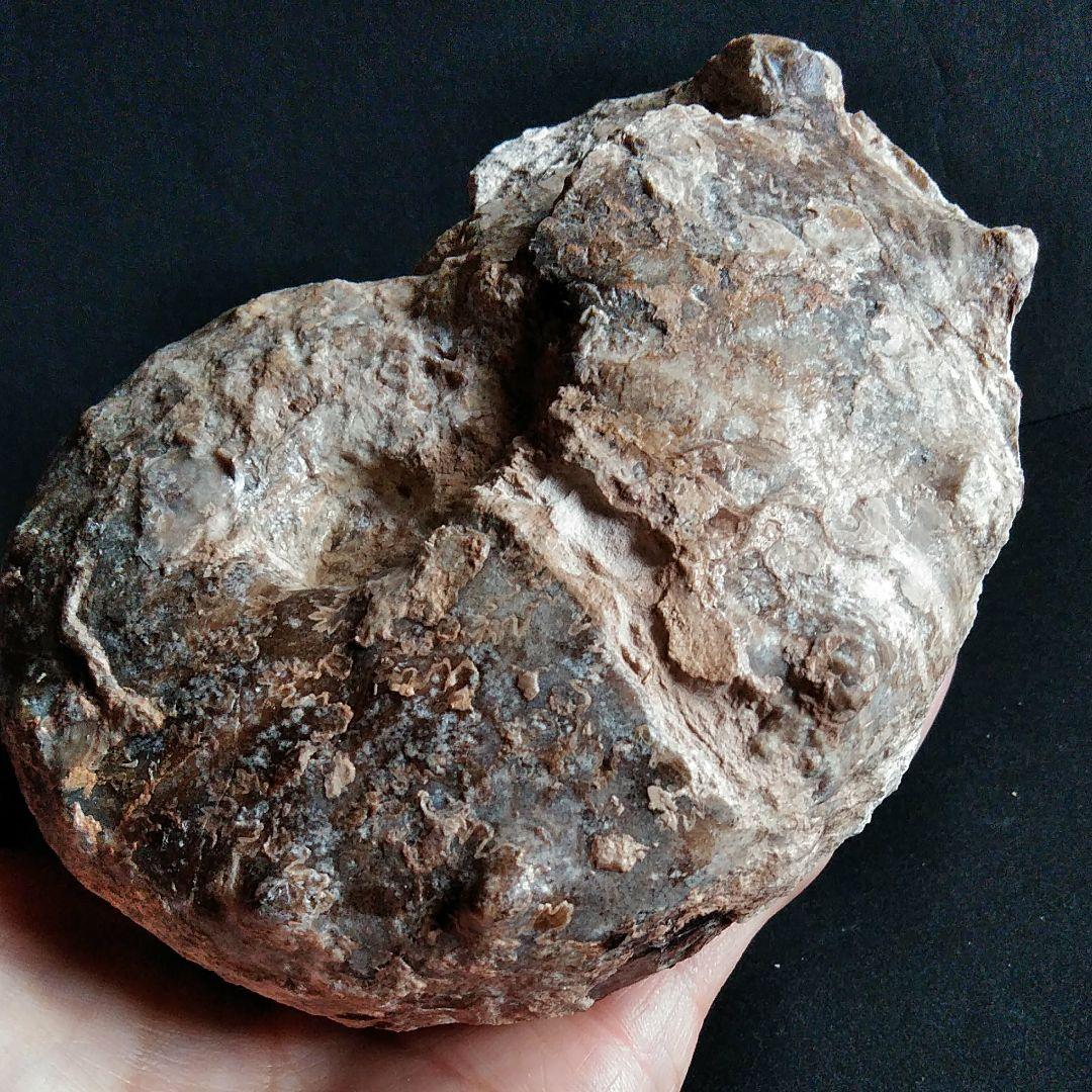 化石　骨格　標本　アンモナイト　特大　125mm