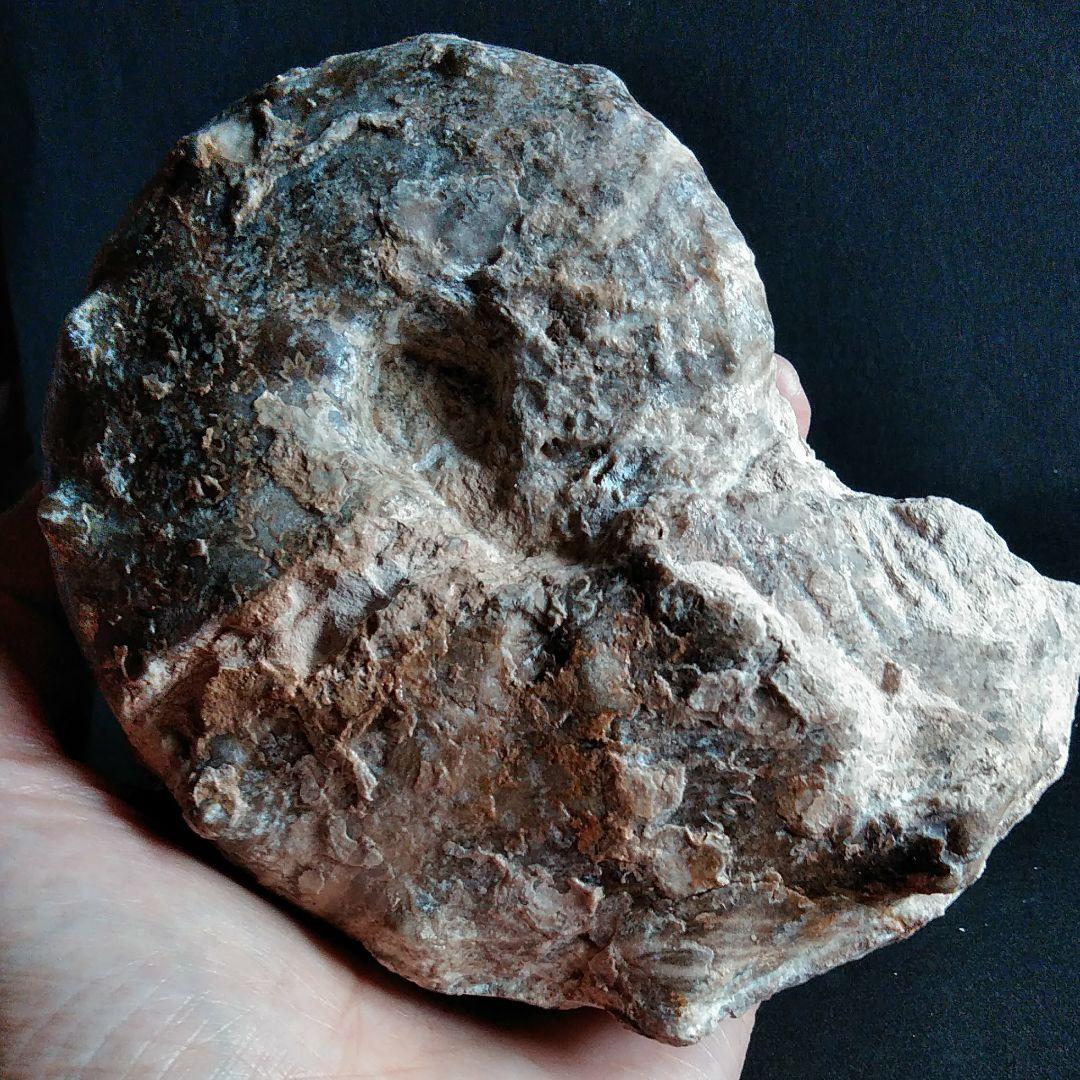 化石　骨格　標本　アンモナイト　特大　125mm