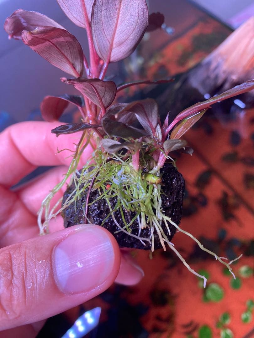 T*i様 Bucephalandra sp. Moônlight 群生株