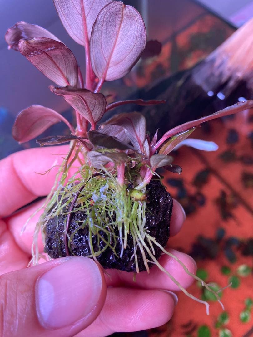 T*i様 Bucephalandra sp. Moônlight 群生株