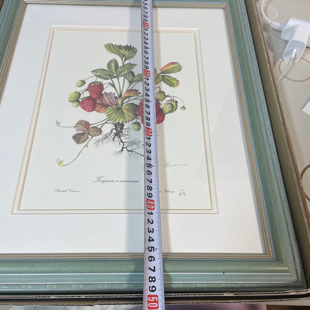 イチゴの植物画 リトグラフ