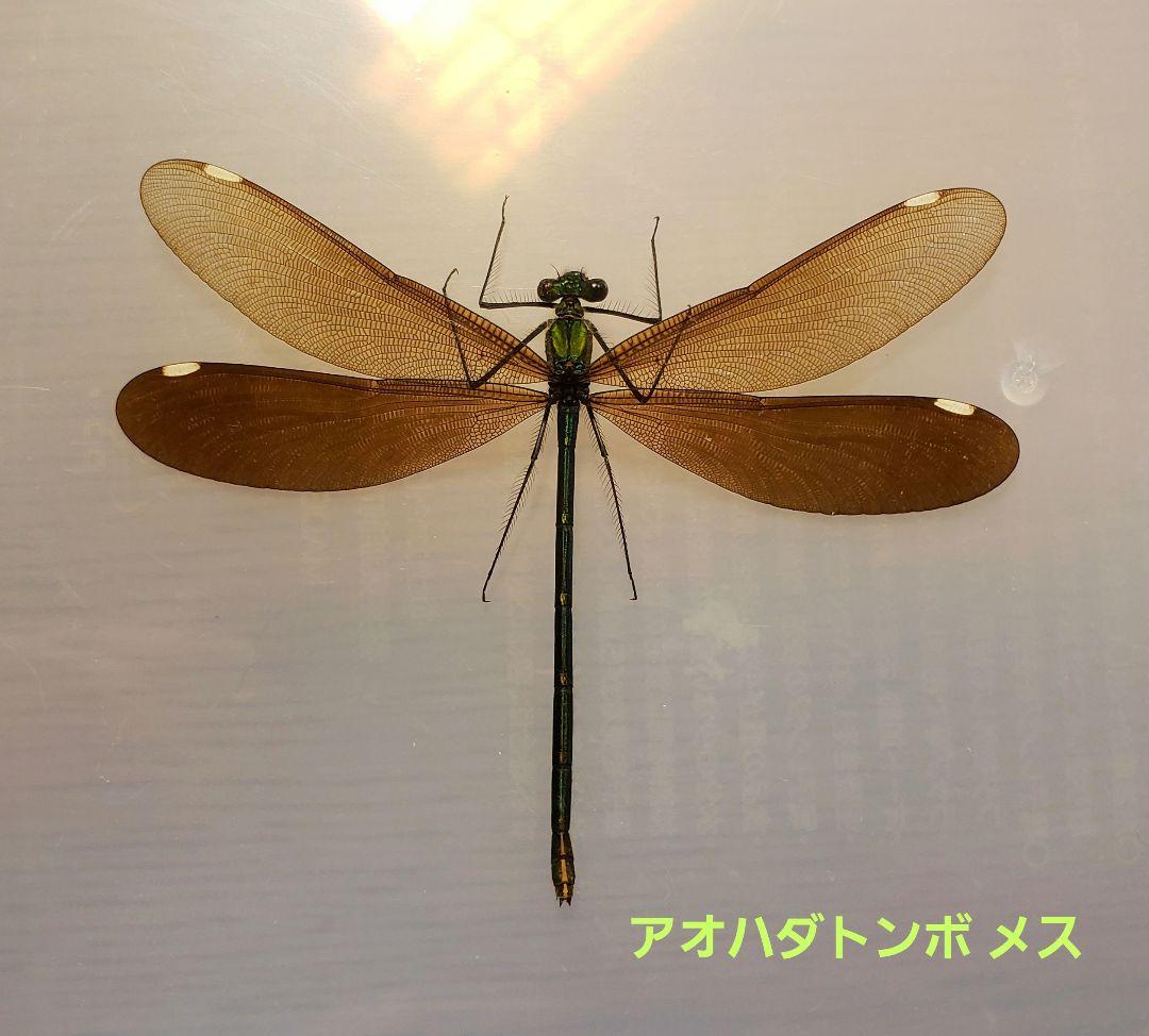 十（つなし）出品 トンボ標本13頭