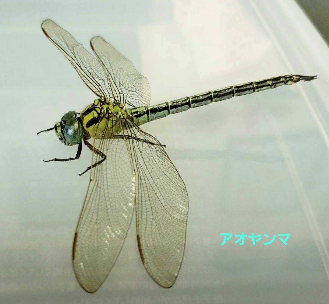 十（つなし）出品 トンボ標本13頭