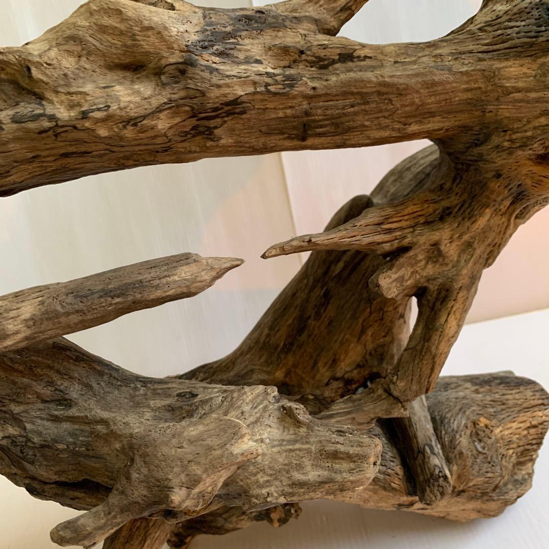 銀*時様 アク抜き済み流木　No.10 超レア型　沈水確認済