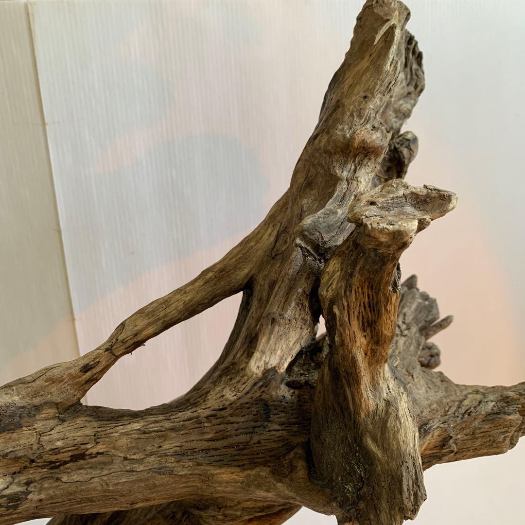 銀*時様 アク抜き済み流木　No.10 超レア型　沈水確認済