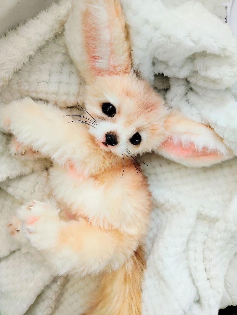 フェネックベビー♡赤ちゃん抱っこサイズ♡アートドール♡ぬいぐるみ♡