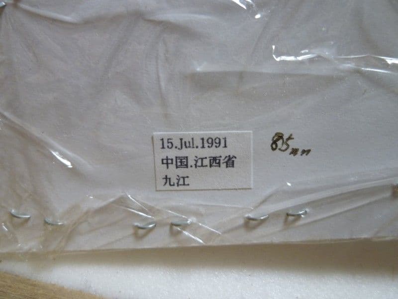 ヘルマンミヤマクワガタ♂/Lucanus hermani/江西省.九江産84mm