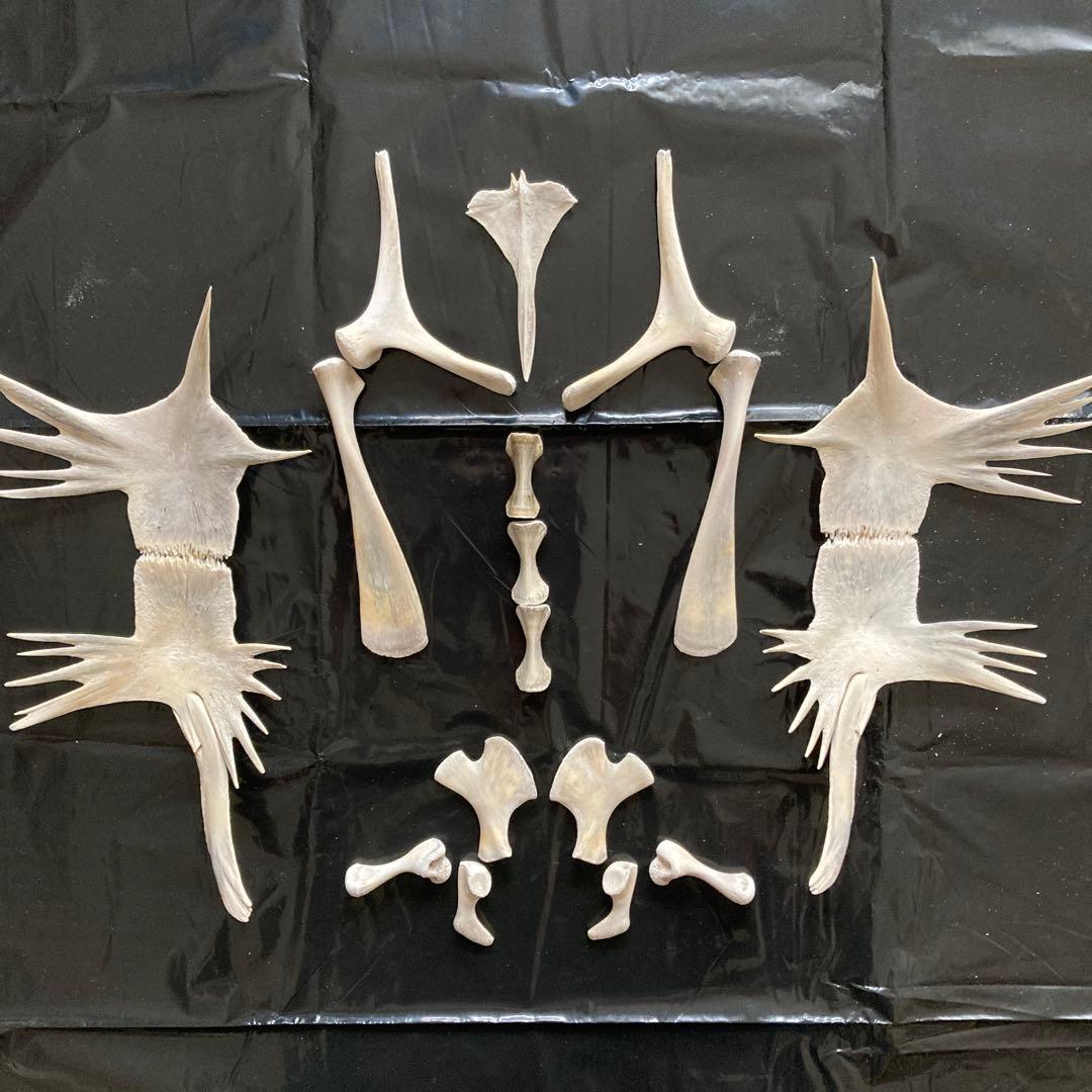 アオウミガメの骨 骨格標本