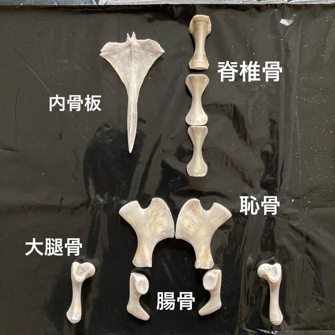 アオウミガメの骨 骨格標本