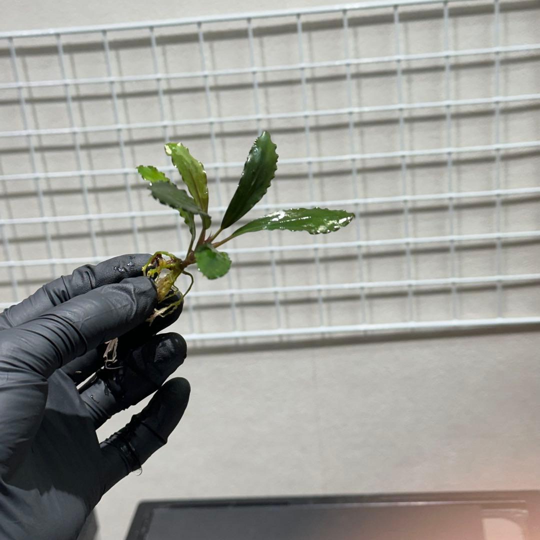 あばぶさんBUCEPHALANDRA