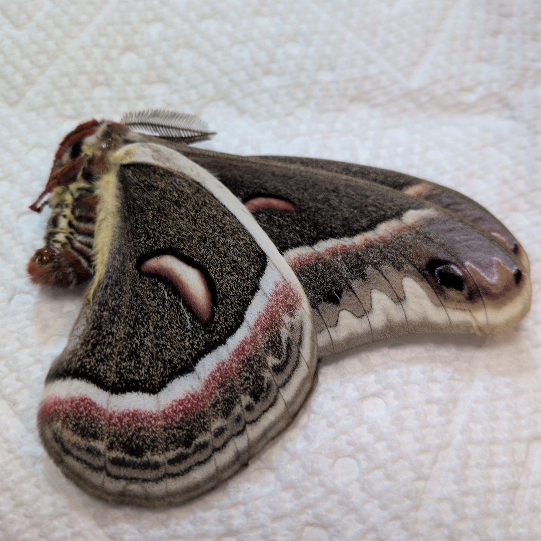 ラスト！　セクロピアサン　蝶標本　カナダ産 セクロピアサン 蛾標本 ヤママユ ③