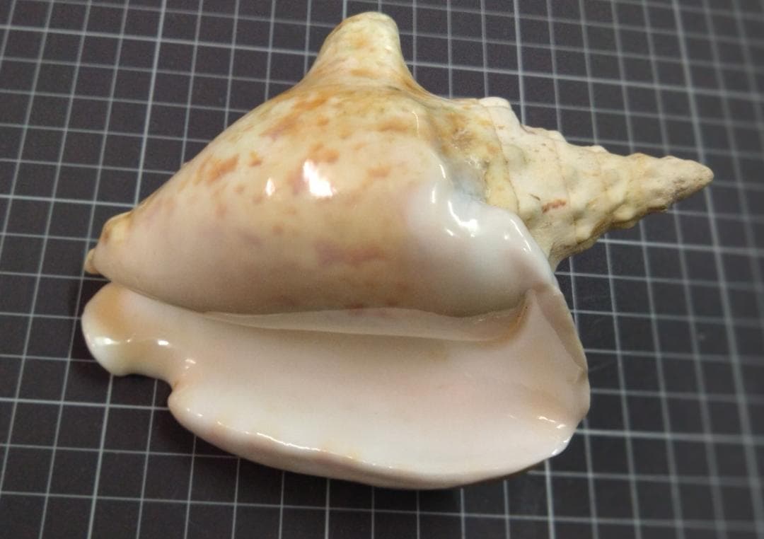 貝　標本　アツソデガイ