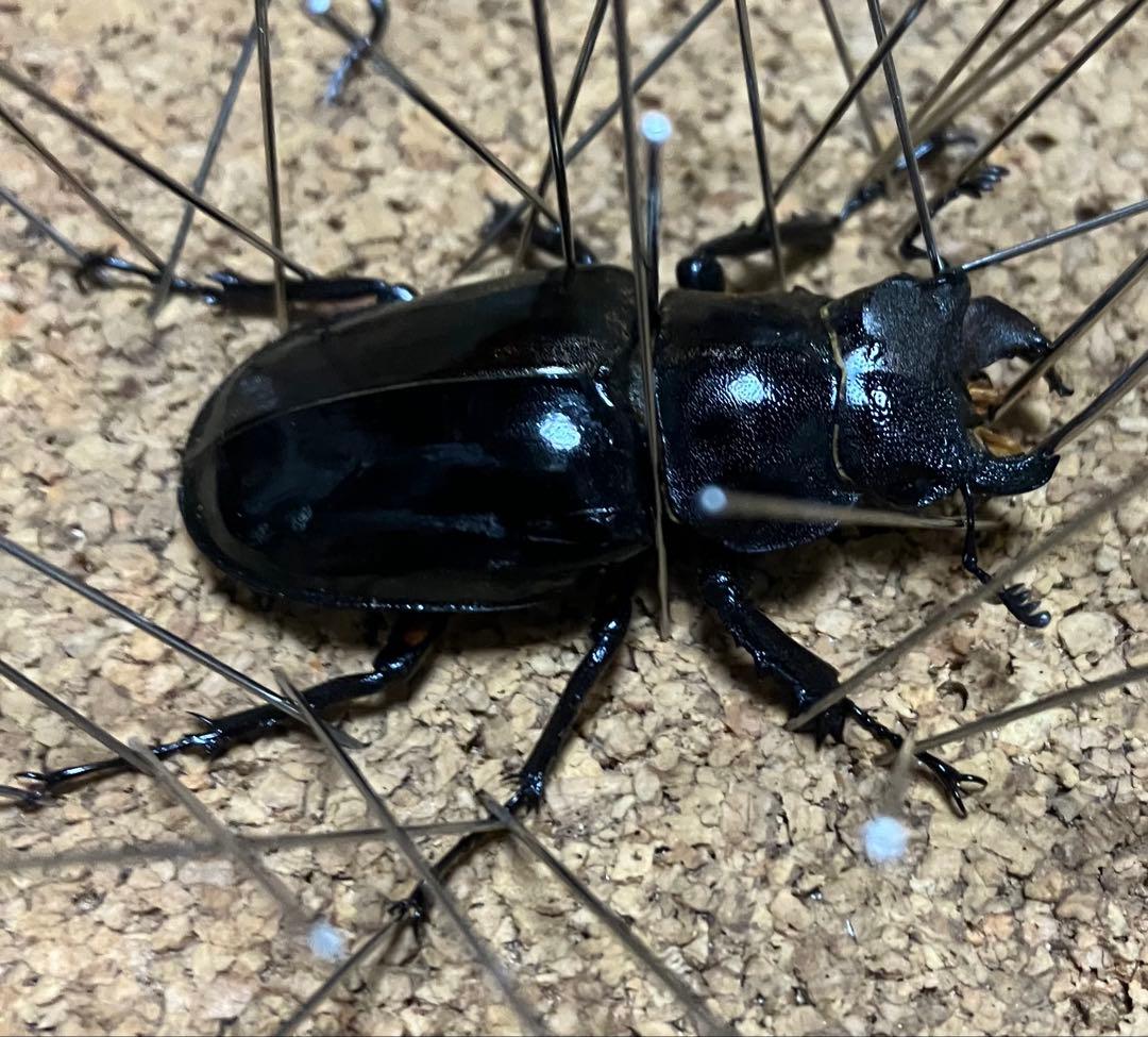 【標本】雌雄モザイク ミヤマクワガタ