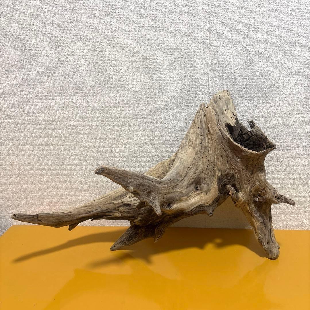 G73 爬虫類　アクアリウム　ビオトープ　観葉植物 インテリア