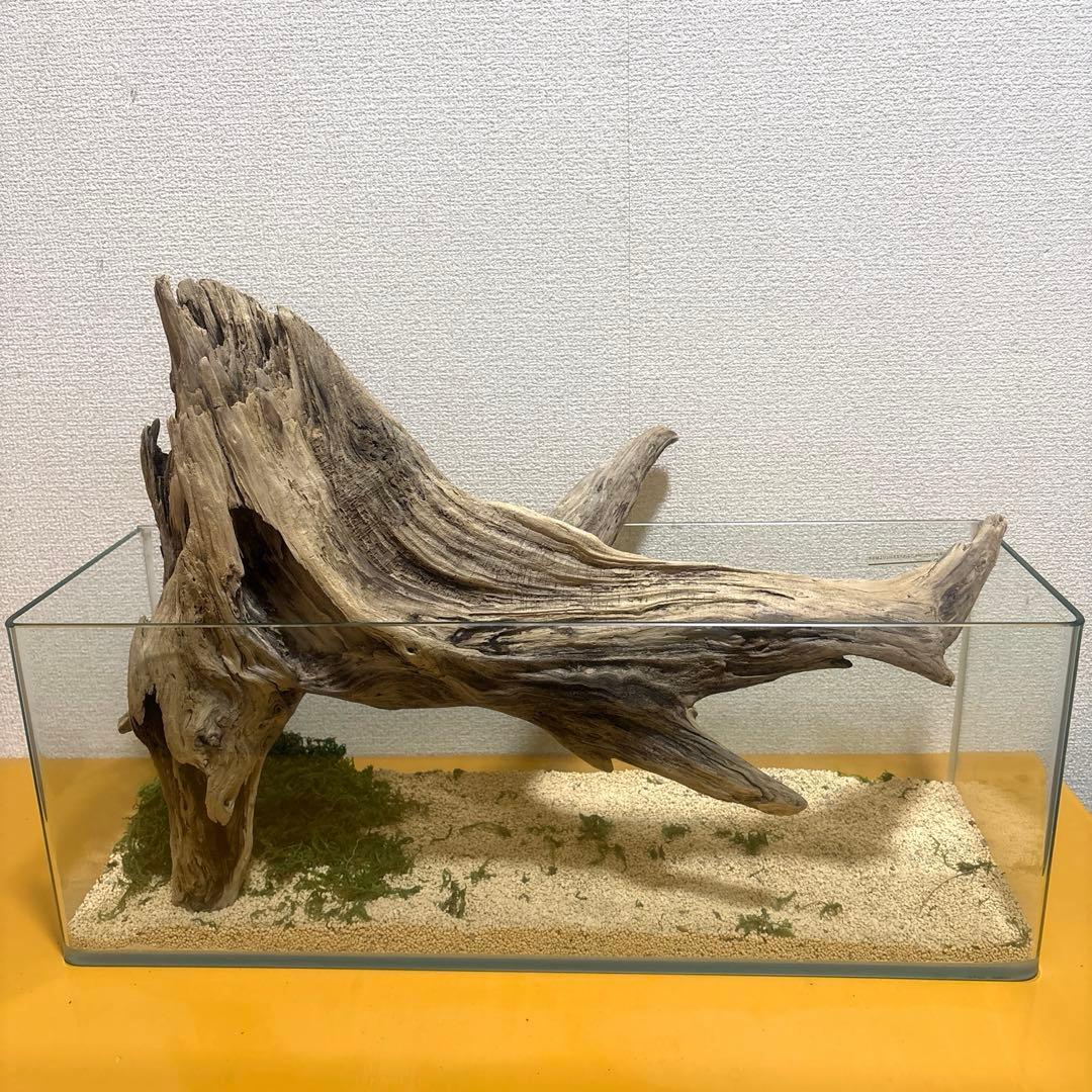 G73 爬虫類　アクアリウム　ビオトープ　観葉植物 インテリア