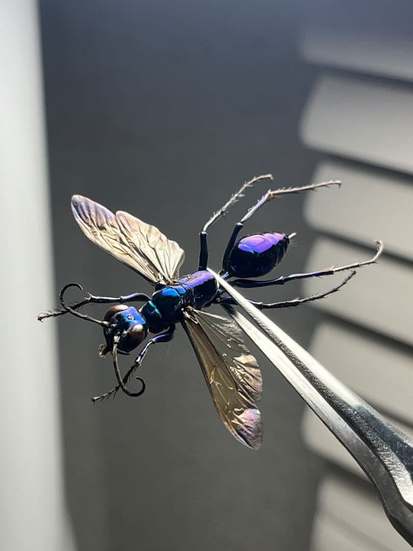 【標本】エメラルドゴキブリバチに酷似の寄生蜂 ジュエルワスプ 昆虫標本