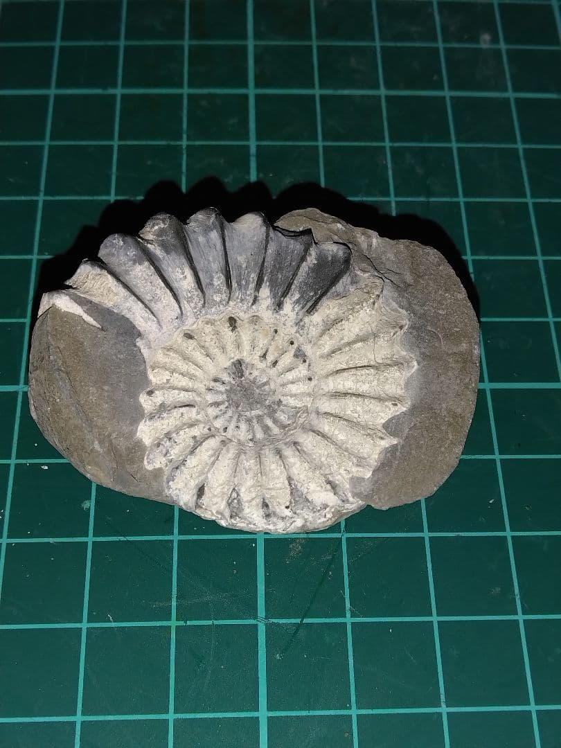 ドイツ産　アンモナイト　プレウロセラス　化石　美品
