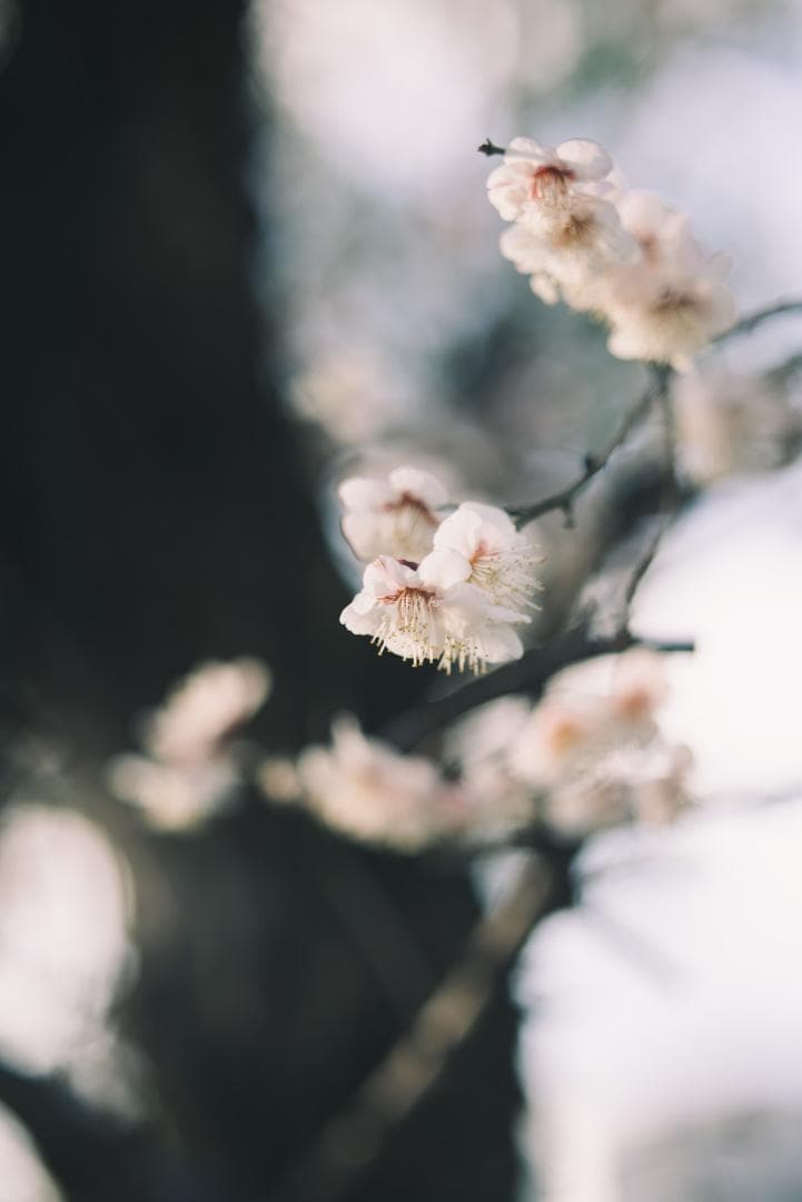 木村文乃使用モデル！Leica Elmarit 90mm F2.8 ケース付き！