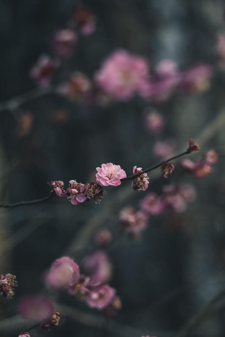 木村文乃使用モデル！Leica Elmarit 90mm F2.8 ケース付き！