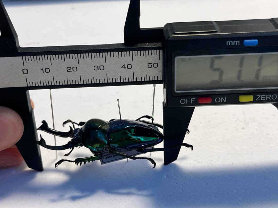 【標本】ニジイロクワガタ オウゴンオニクワガタ ピカール血統 エラフスホソアカ