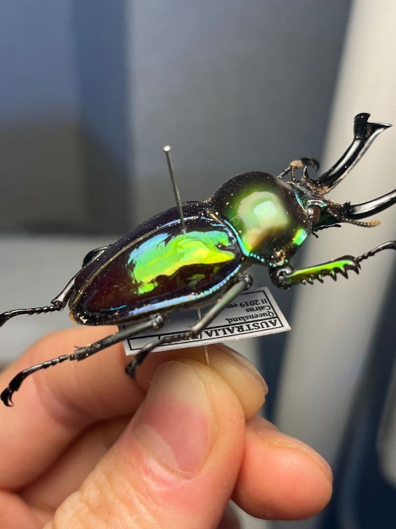 【標本】ニジイロクワガタ オウゴンオニクワガタ ピカール血統 エラフスホソアカ