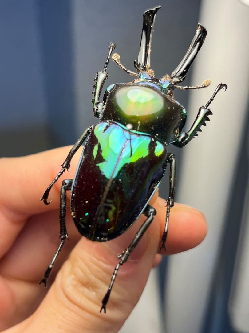 【標本】ニジイロクワガタ オウゴンオニクワガタ ピカール血統 エラフスホソアカ