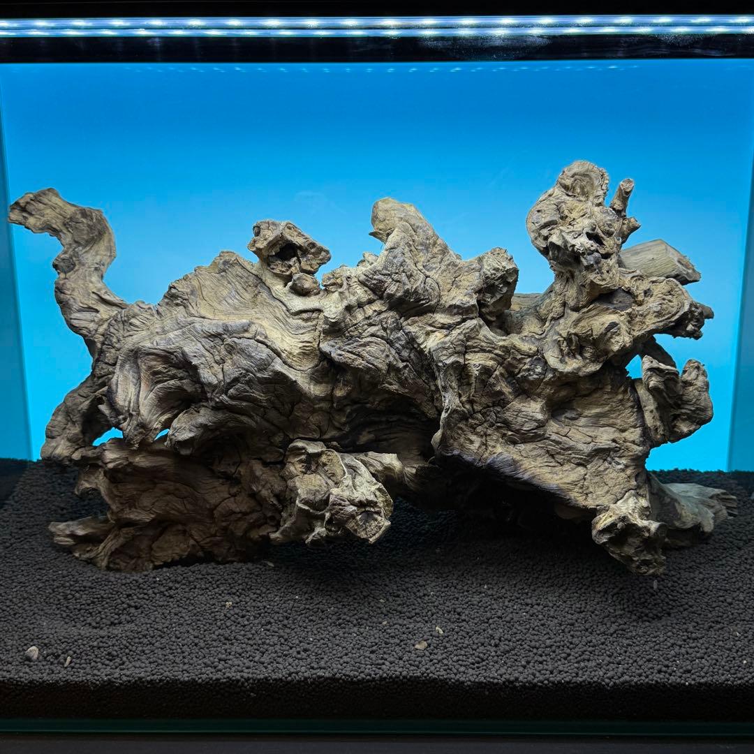 MJW-6768 ジンジャーウッド　1点物　天然流木　アクアリウム